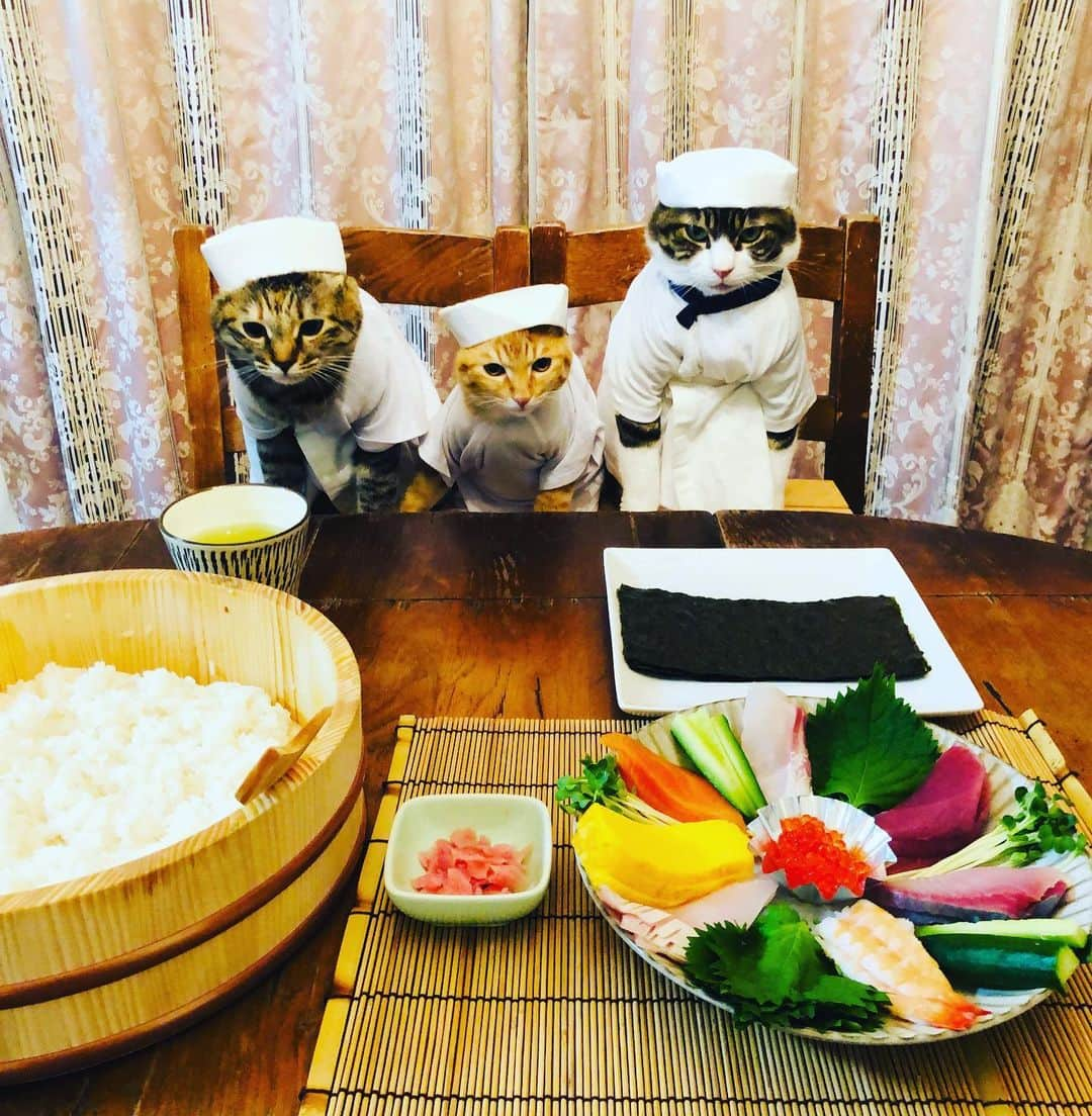 マロさんのインスタグラム写真 - (マロInstagram)「寿司の日🍣 November 1 is the day of Sushi in Japan. ☆ 今月もよろしくお願いします🐈 いつもコメントありがとうございます😸🙏💕 返信出来なくてすみません🙇‍♀️ 全て拝見しています🐾 ☆ Thank you for your kind comments😸🙏💕 I'm sorry that I couldn't reply. ☆ #cat#cats#catsoﬁnstagram#😻 #japanesefood#sushi#chef#猫 #ねこ#ねこ部#ふわもこ部#寿司 #手巻き寿司パーティー#板前 #手巻き寿司#今日は何の日 #寿司の日#猫のいる暮らし」11月1日 20時04分 - rinne172