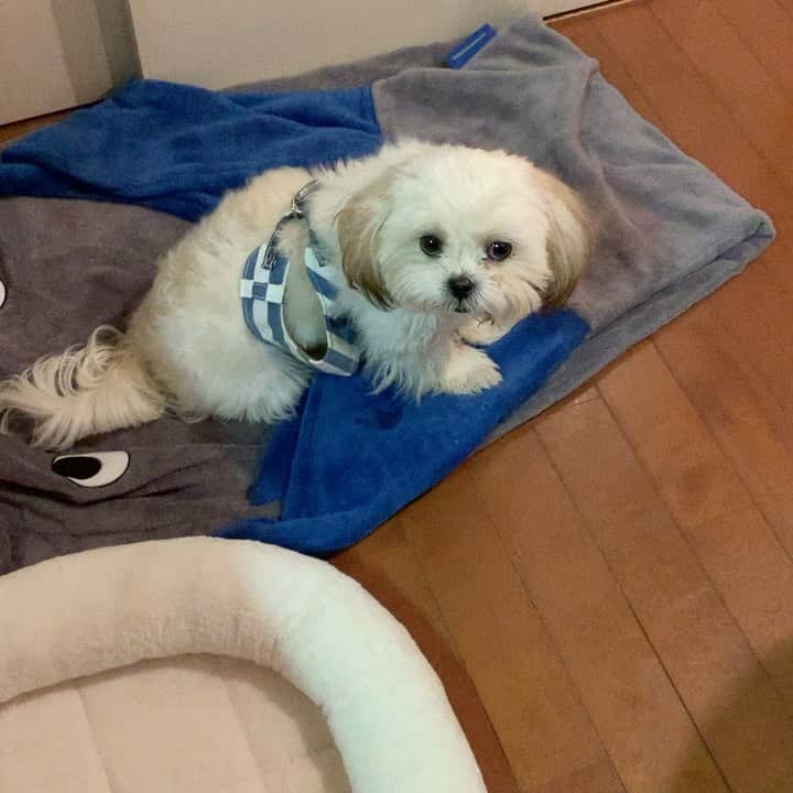 のインスタグラム：「今日から我が家に新メンバーが加わりました🐶マルシーズーのバンス(♀)8ヶ月です🐶 大人しくてトイレもちゃんとできるいい子です✨よろしくね❤️ #マルシーズー  #マルチーズ #シーズー #犬の日」