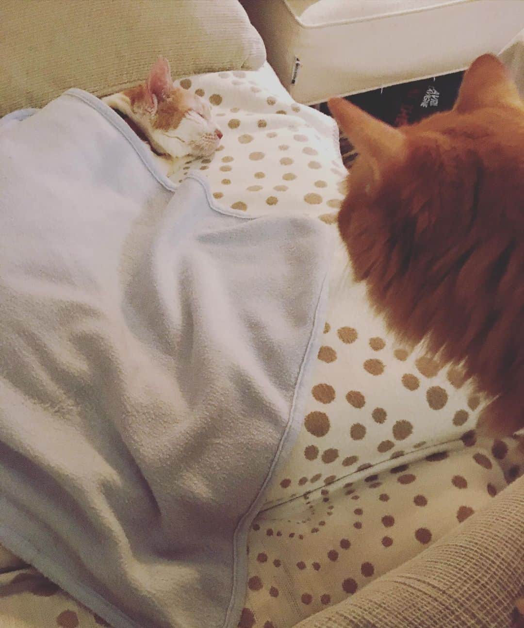のインスタグラム：「ママ、イオちゃんどうしたの？  イオちゃん、不幸だったり幸せだったり、忙しくて疲れちゃったんだと思う。  幸せなのに疲れるの？  そうよ。あんまりふたつともかけ離れていると、どっちもキツくなっちゃうの。  そうなんだ…でもイオちゃん、幸せそうに眠ってるね。  ね。だんだん幸せに慣れるといいね。  #猫沢イオ  #猫沢組　#ユピ坊  #chanechoes」