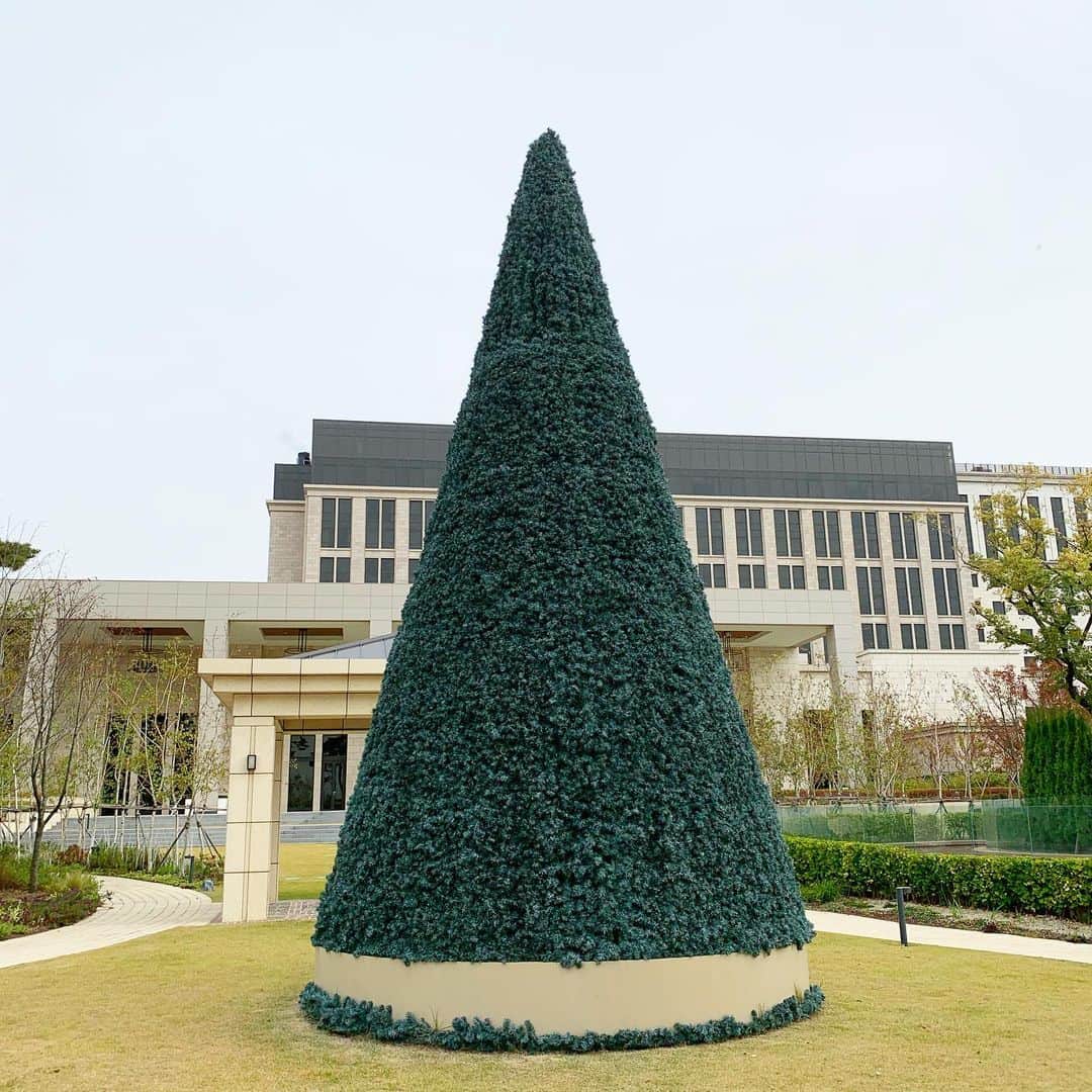 岡本麻佑のインスタグラム：「. TREE🎄シンプルやけど凄い立派で素敵だった✨ハロウィンが終わると街は早速クリスマス仕様🌟今年も気付けば後少し🥺残り2ヶ月後悔ない日々を全力で送りたい😌#tree」
