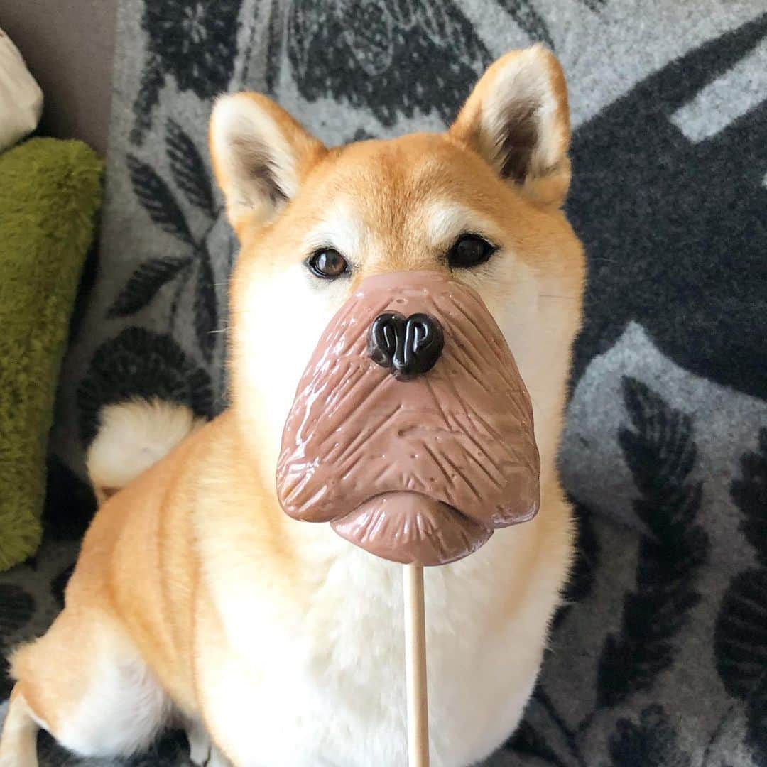 マロたんのインスタグラム：「11月1日は犬の日だったよー鼻の下が伸びたよー #shiba #shibainu #weeklyfluff  #papabubble #パパブブレ #犬の日」