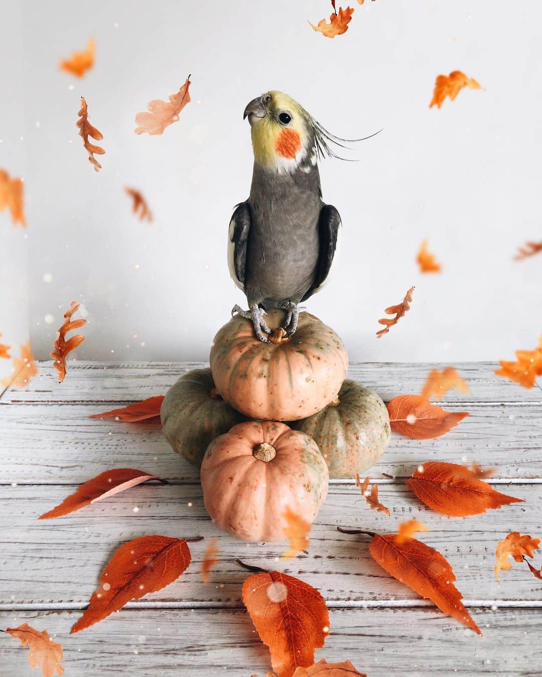 のインスタグラム：「Welcome november 🍂」