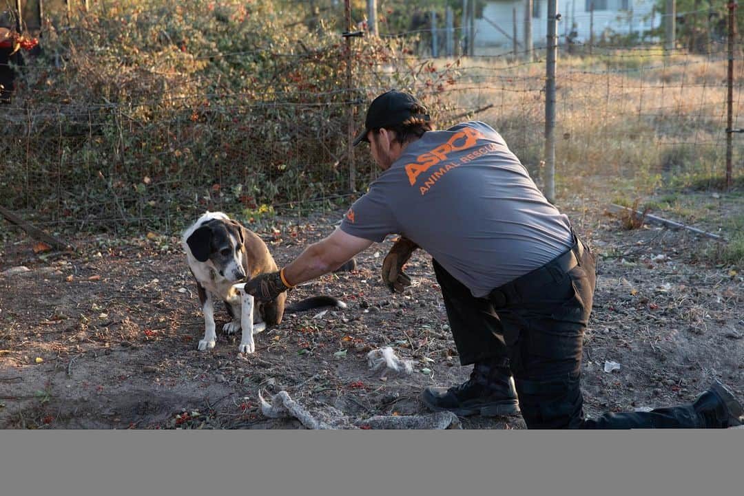 アシュリー・グリーンさんのインスタグラム写真 - (アシュリー・グリーンInstagram)「Guys, once again I’m calling all angels and asking for help... The @ASPCA has been on the ground assisting animals impacted by the Kincade wildfire that has devastated Northern California. Please consider supporting their fire relief efforts by visiting aspca.org/CaliforniaFires #CAwildfires」11月2日 7時11分 - ashleygreene