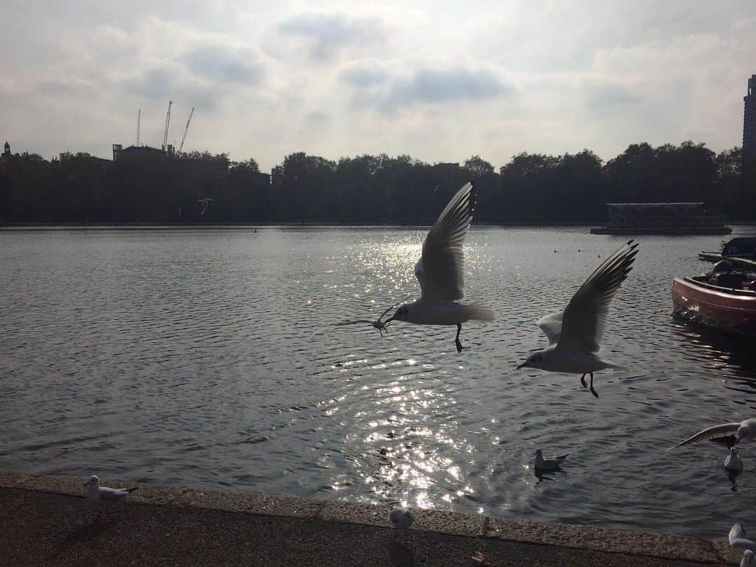 福間洸太朗さんのインスタグラム写真 - (福間洸太朗Instagram)「Afternoon walk in the Hyde Park🍂🍁 #hydepark #london #swan #seagulls #squirrel #shimmeringwater #tree #automne🍂」11月2日 7時37分 - kotarofsky