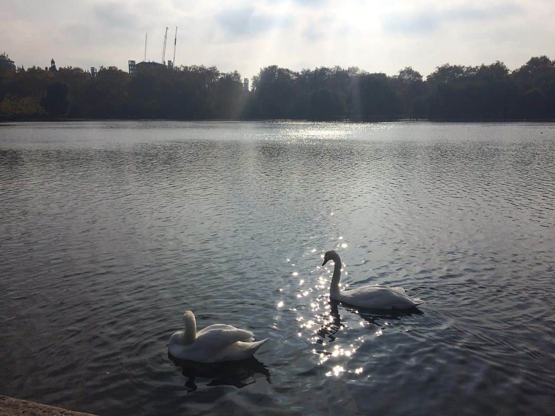 福間洸太朗さんのインスタグラム写真 - (福間洸太朗Instagram)「Afternoon walk in the Hyde Park🍂🍁 #hydepark #london #swan #seagulls #squirrel #shimmeringwater #tree #automne🍂」11月2日 7時37分 - kotarofsky