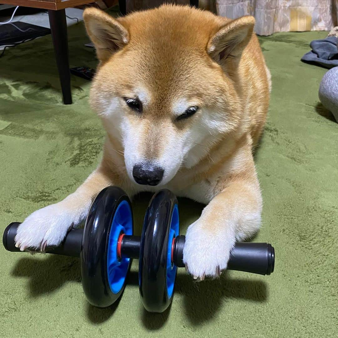 まる（まるたろう）さんのインスタグラム写真 - (まる（まるたろう）Instagram)「I’ve been working out a lot these days.✨💪🐶✨ラグビー応援してたら、まるもムキムキになりたいな〜って思ってね #まずは腹筋から #レギュラーになりたいもん #まずは花園からだな🤔」11月2日 19時07分 - marutaro