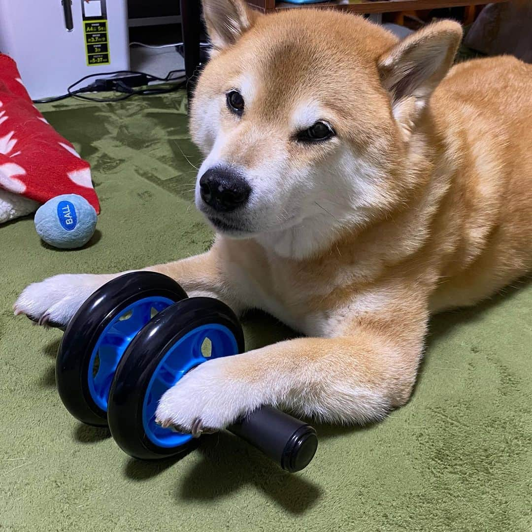 まる（まるたろう）さんのインスタグラム写真 - (まる（まるたろう）Instagram)「I’ve been working out a lot these days.✨💪🐶✨ラグビー応援してたら、まるもムキムキになりたいな〜って思ってね #まずは腹筋から #レギュラーになりたいもん #まずは花園からだな🤔」11月2日 19時07分 - marutaro