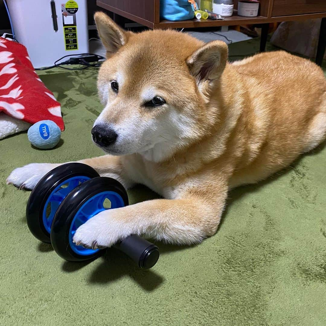 まる（まるたろう）さんのインスタグラム写真 - (まる（まるたろう）Instagram)「I’ve been working out a lot these days.✨💪🐶✨ラグビー応援してたら、まるもムキムキになりたいな〜って思ってね #まずは腹筋から #レギュラーになりたいもん #まずは花園からだな🤔」11月2日 19時07分 - marutaro