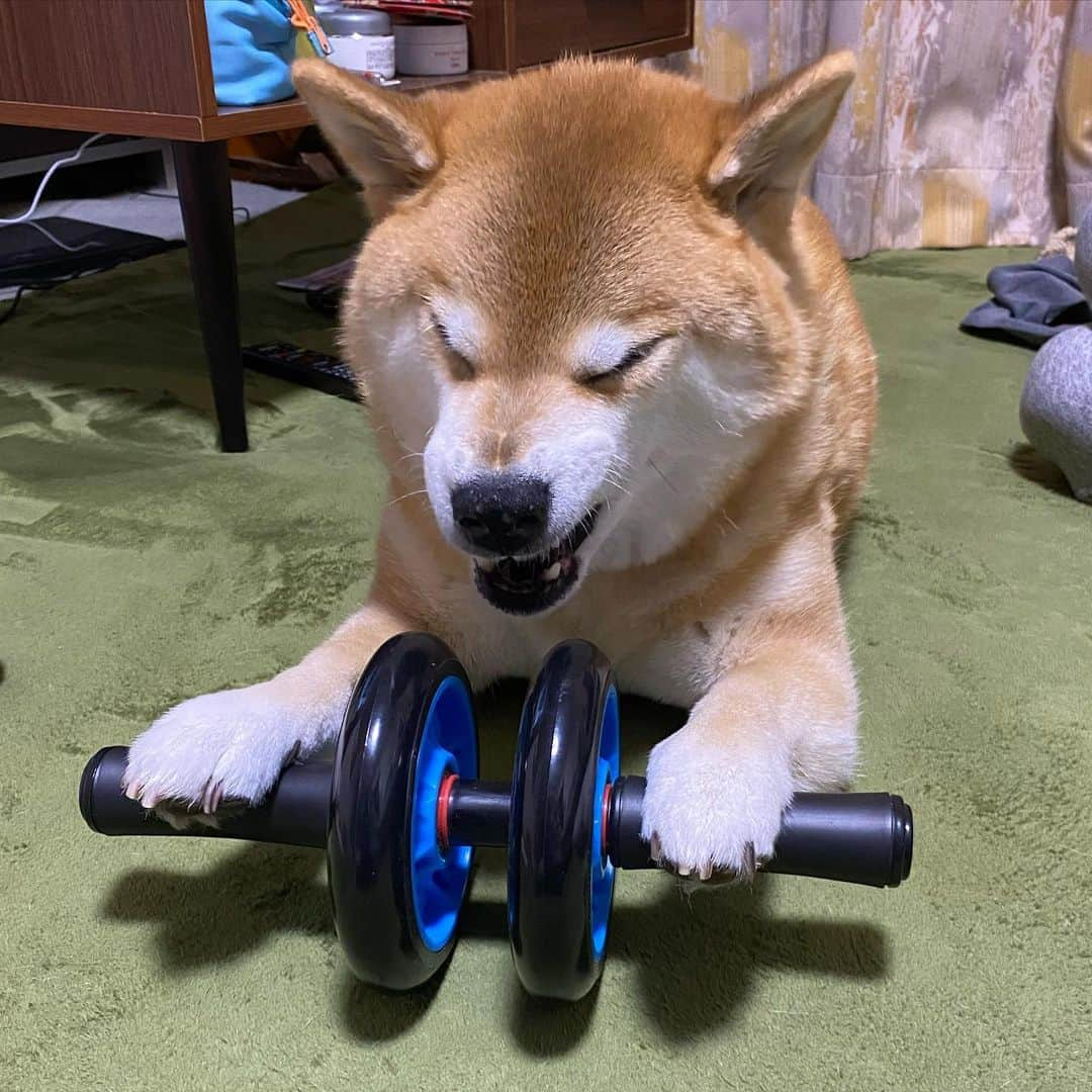 まる（まるたろう）さんのインスタグラム写真 - (まる（まるたろう）Instagram)「I’ve been working out a lot these days.✨💪🐶✨ラグビー応援してたら、まるもムキムキになりたいな〜って思ってね #まずは腹筋から #レギュラーになりたいもん #まずは花園からだな🤔」11月2日 19時07分 - marutaro