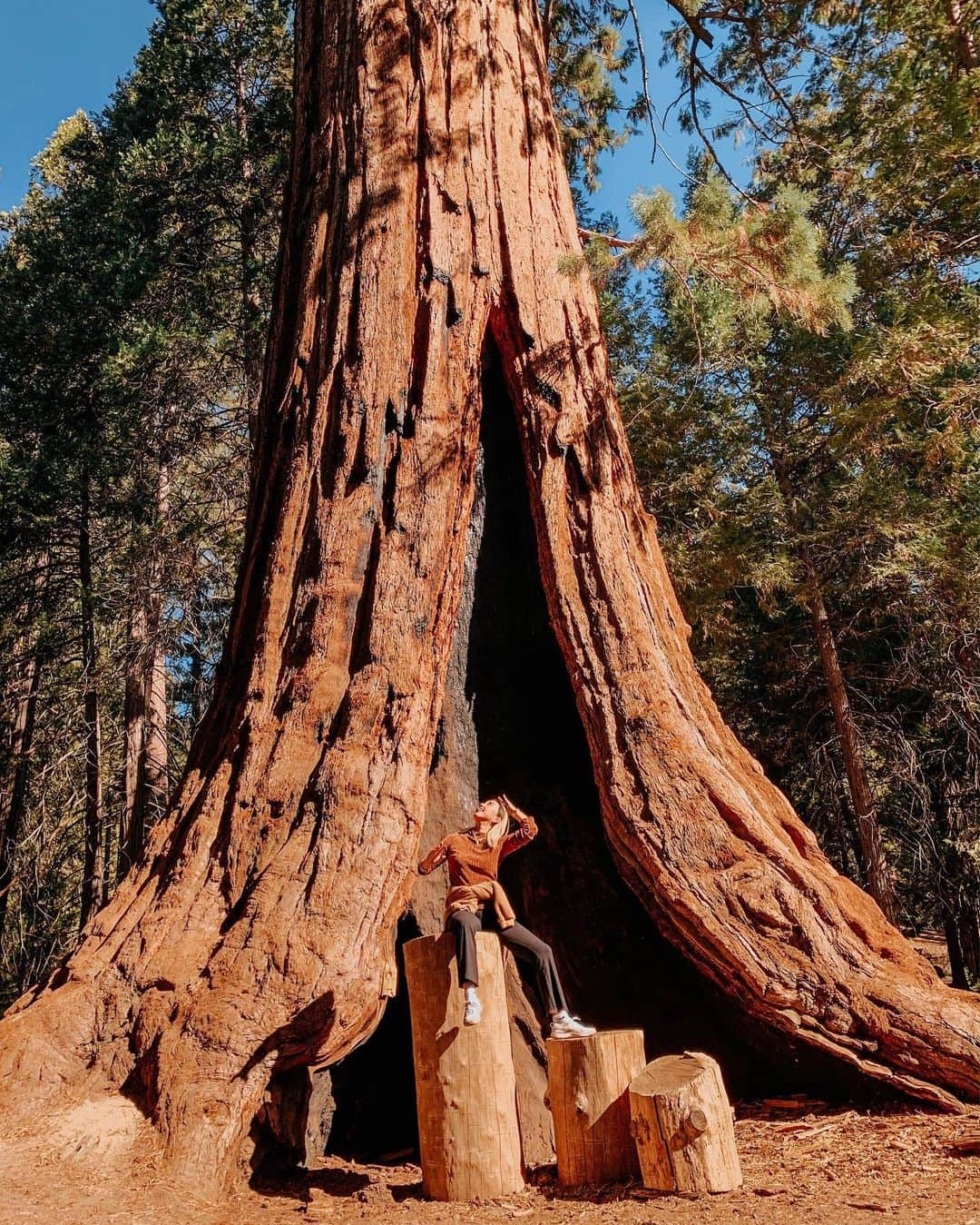 植野有砂さんのインスタグラム写真 - (植野有砂Instagram)「Finally made it to Sequoia !!🌳🌲🌳🌲giant trees, squirrels 🐿 and fresh air were so refreshing✨thanks to the mother nature 🙏🏻✨念願のセコイア✨😭ナショナルパークは遠すぎて断念笑ナショナルフォレストに行きました！とにかく木の大きさがすごくて自然の偉大さに感動😭✨✨✨かなりエネルギーもらいました☀️空の色も信じられないくらい青かった〜！もっともっと自然に感謝して大切にしないと🙏🏻まだまだ画像あるのでまた載せます❤️ #sequoia #セコイア」11月2日 18時15分 - alisaueno