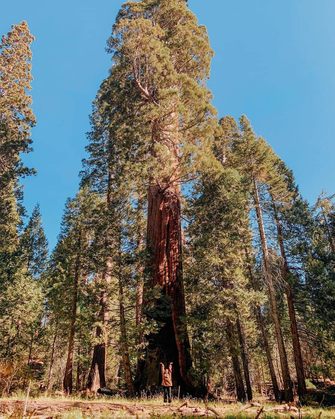 植野有砂さんのインスタグラム写真 - (植野有砂Instagram)「Finally made it to Sequoia !!🌳🌲🌳🌲giant trees, squirrels 🐿 and fresh air were so refreshing✨thanks to the mother nature 🙏🏻✨念願のセコイア✨😭ナショナルパークは遠すぎて断念笑ナショナルフォレストに行きました！とにかく木の大きさがすごくて自然の偉大さに感動😭✨✨✨かなりエネルギーもらいました☀️空の色も信じられないくらい青かった〜！もっともっと自然に感謝して大切にしないと🙏🏻まだまだ画像あるのでまた載せます❤️ #sequoia #セコイア」11月2日 18時15分 - alisaueno