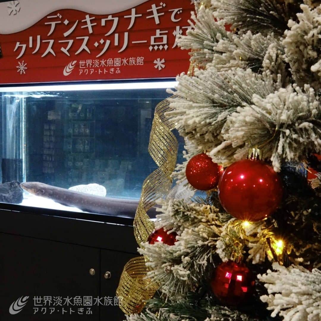 世界淡水魚園水族館 アクア・トト ぎふのインスタグラム：「アクア・トト ぎふのクリスマス♪ 今日からはテーマ水槽「デンキウナギでクリスマスツリー点灯！？」の展示がスタートしました。一足早いクリスマスを楽しんでくださいね。  #アクアトト #アクアトト岐阜 #アクアトトぎふ #aquatotto #水族館 #aquarium #クリスマス #デンキウナギ」