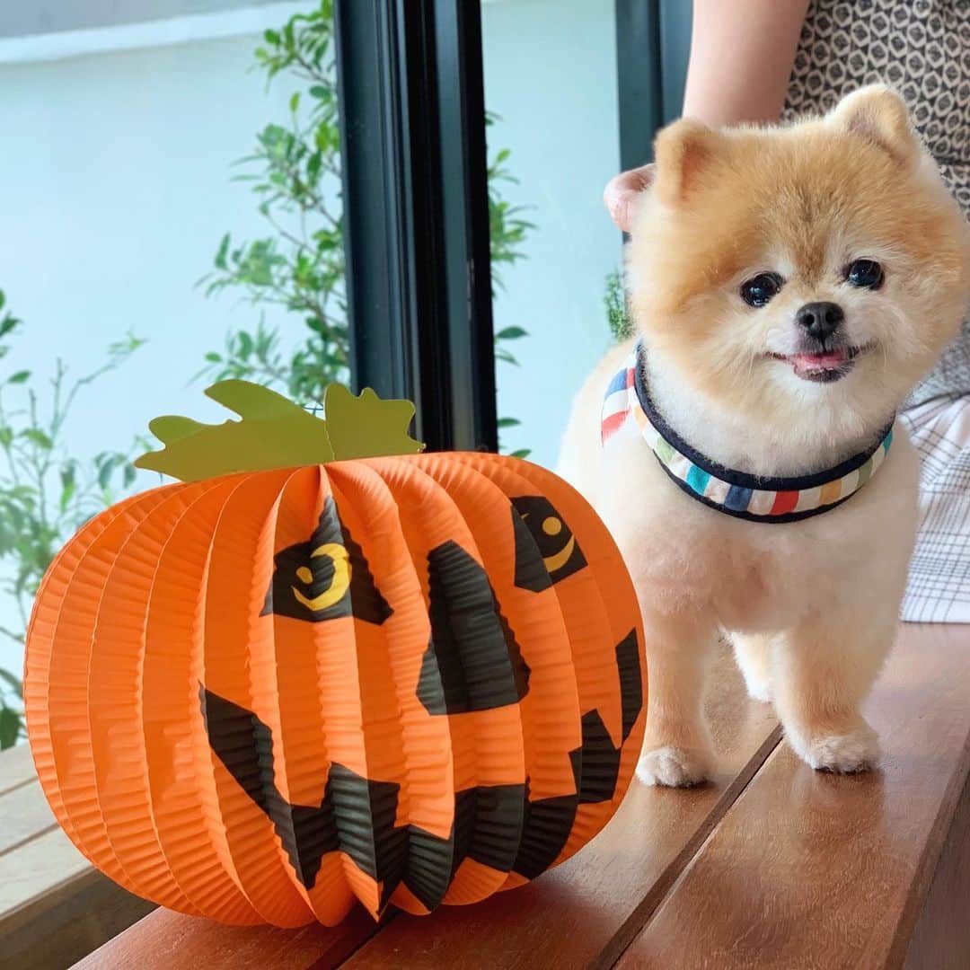 Ella Chuffyのインスタグラム：「woof 🎃 . . . . . . . . #ellachuffy #pet #petstagram #pomeranianpage #pomeraniansofinstagram #teacuppoms #cutedogs #pomeranian_lovers #pomeranianlife #pomeranianworld #teddybeardog #pomeranian #puppylove #aplacetolovedogs #dogoftheday #justpomeranians #fluffypack #dogoftheday #anmlsposts #thedailypompom #picoftheday #iflmdog #犬 #狗 #everydaydoglover  #pomeranianww #justpomeranians #bridgetdoodlesdogs #pomeranian_moments」