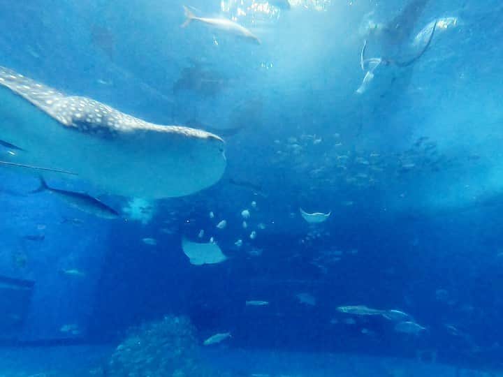 のインスタグラム：「Whale shark💙🦈💙 . . . . 買ったばかりのGoproを持って沖縄へ。まだ使いこなせていないけど、ジンベイザメは綺麗に撮れました🦈💙 動画の編集を学びたいです🎥 . . . . #美ら海水族館 #沖縄旅行 #okinawatrip #aquarium #whaleshark #weekendtrip #週末旅行 #goprohero7 #gopro女子 #水族館 #ジンベイザメ」