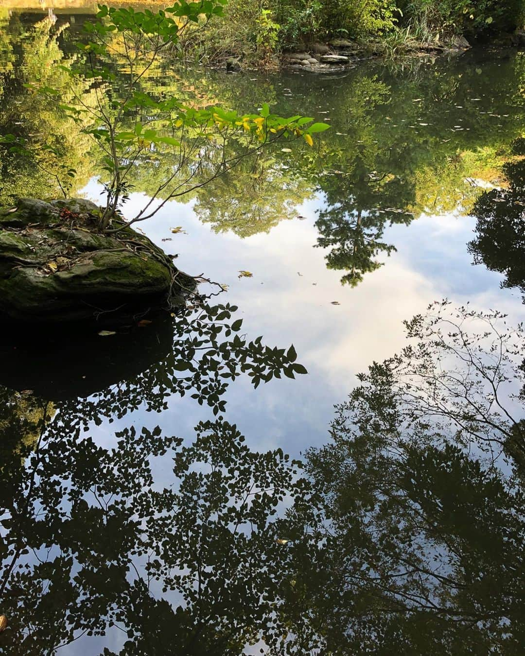 理絵さんのインスタグラム写真 - (理絵Instagram)「川面に映る🌳木々が美しい🐟  #池 #stagno #연못 #pond #鯉 #コイ #木 #tokyo #japan」11月2日 15時28分 - ____rie____