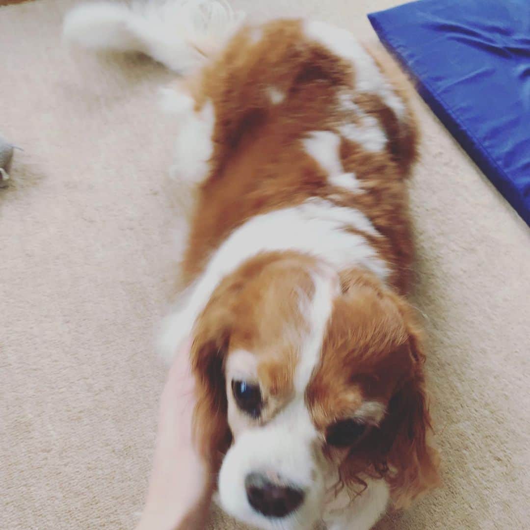 加藤千恵のインスタグラム：「昨日の犬の日にアップしようと思って忘れてた、実家の犬写真。ぶれてるけど。相変わらず長い。」