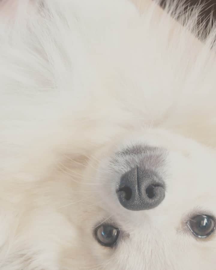 てっちゃんのインスタグラム：「💤💤 #pet#ポメラニアン#いぬ部」