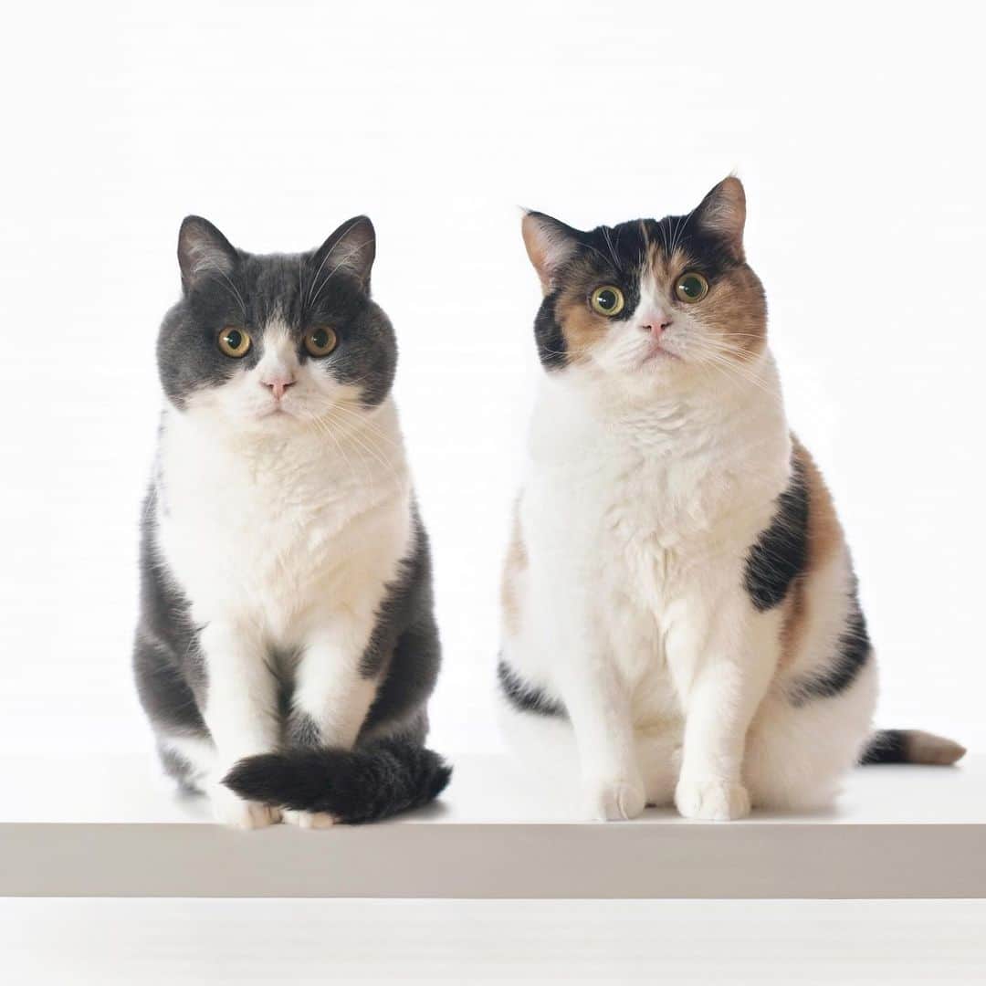 guremikeのインスタグラム：「#guremike #photography #photooftheday #catlife #animal #cat #neko #love #kawaii」
