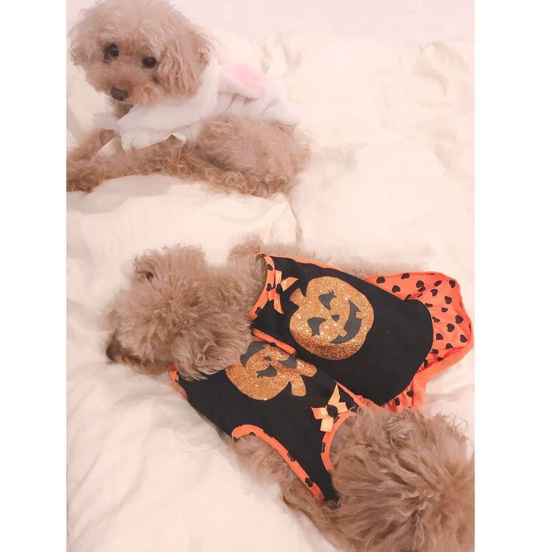 えれなさんのインスタグラム写真 - (えれなInstagram)「ハロウィンの日🎃  ほぼ寝ていたけど、後半ちょろちょろ動きだしました👻  #halloween  #toypoodles #もみじ16歳 #はなび11歳 #れもん4歳 #みんと4歳 #love #えれな  halloweenの記事、編集しようとしたら消してしまったので🤦‍♀️再投稿です🙏」11月2日 16時44分 - elena1982312