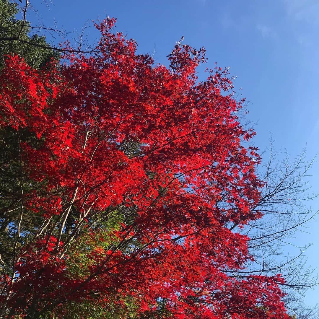 和田明日香さんのインスタグラム写真 - (和田明日香Instagram)「もみじの赤に感動した息子が「神様がやったから、思ったとおりの赤になるんだ。」って言った。母は震えた。」11月2日 17時12分 - askawada