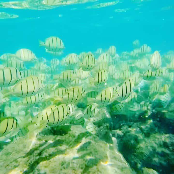 のインスタグラム：「go on a date with 🐠　#ハナウマ湾 #hanaumabay」