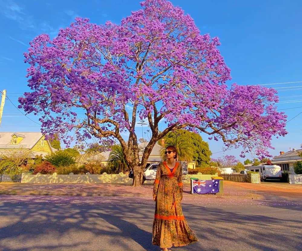 彩海のインスタグラム：「. . 🇦🇺ロードトリップ中に調べてたら たまたまNSW/Graftonって街で開催されるジャカランダフェス (@graftonjacarandafestival ) に行けることが判明して 440km南下。 . . 小さい街なんだけど ちょー可愛いフェス。 . ジャカランダっていう花木も綺麗すぎて、来れて幸せー！ . . 地元の人から "日本に桜があるじゃない！" って言われて ジャカランダは日本の桜的存在なんだと🧐🌸 . . マイナーすぎるけど オススメすぎる！ . . . . ジャカランダTシャツまで買いましたw . . . . #jaca85#jacaranda#grafton#australia#roadtripaustralia2019#オーストラリア#オーストラリア旅行#ジャカランダ#tabijyo#海外旅行#女子旅#旅人」