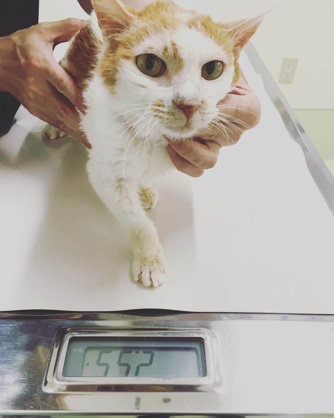 のインスタグラム：「朗報❣️ イオが目標としていた2.5kgを2ヶ月でクリアしました。やった〜〜😆😭 気分のローハイはあるものの、食欲は安定し、猫風邪と長引く鼻炎からの鼻血もほぼ完治して、いったん病院通いを辞めて大丈夫というお言葉を頂きました。  イオを保護した日から、治療はもちろんのこと、私とイオの心も支えてくださった日本橋動物病院の園田先生と看護師さんたちに熱く御礼申し上げます。  そして、保護を手伝ってくれたにゃんフラの生徒たち、一緒に泣いてくれた友達と、お会いしたことはないけれど、インスタでイオを見守ってくださったフォロワーのみなさんへも。  若くないですし、未だ吐きも数日に1回のペースであったり、歯の治療や本格的な検査など、まだまだこれからたくさん乗り越えていくのですけど、保護当時の瀕死状態から、たった2ヶ月で目標をクリアできるとは夢にも思いませんでした。  イオ本人の頑張りと状況を理解する賢さ、適応力、そして猫兄弟の素晴らしいジェントル対応と、すべてが奇跡的な共鳴のすえに得た生還劇。  ベースとなる基礎体力がアップして、きっと体重の増えるペースも早くなるのではないかなと想像しています。  体重計の上のイオは、えへ♡とちょっと誇らしそう。  これからも、猫沢組を温かくお見守りください。 ひとまず❣️心からありがとうございました。  #猫沢イオ　#猫沢組　#日本橋動物病院 #あきらめてはいかんのだ　#ほんと猫らしくなったなぁ」