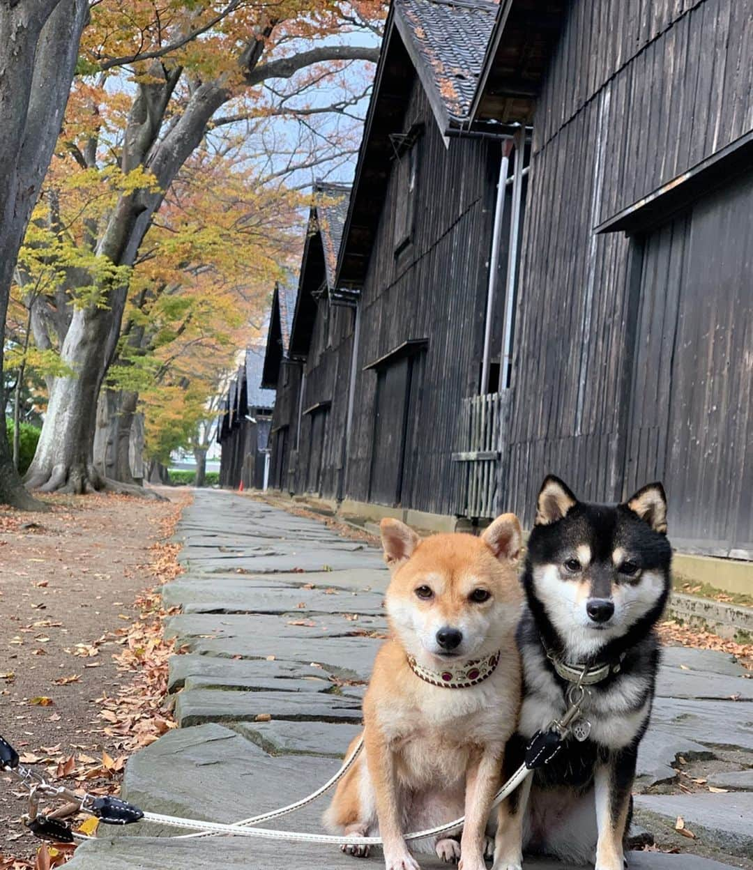 豆柴なつ&ふゆのインスタグラム