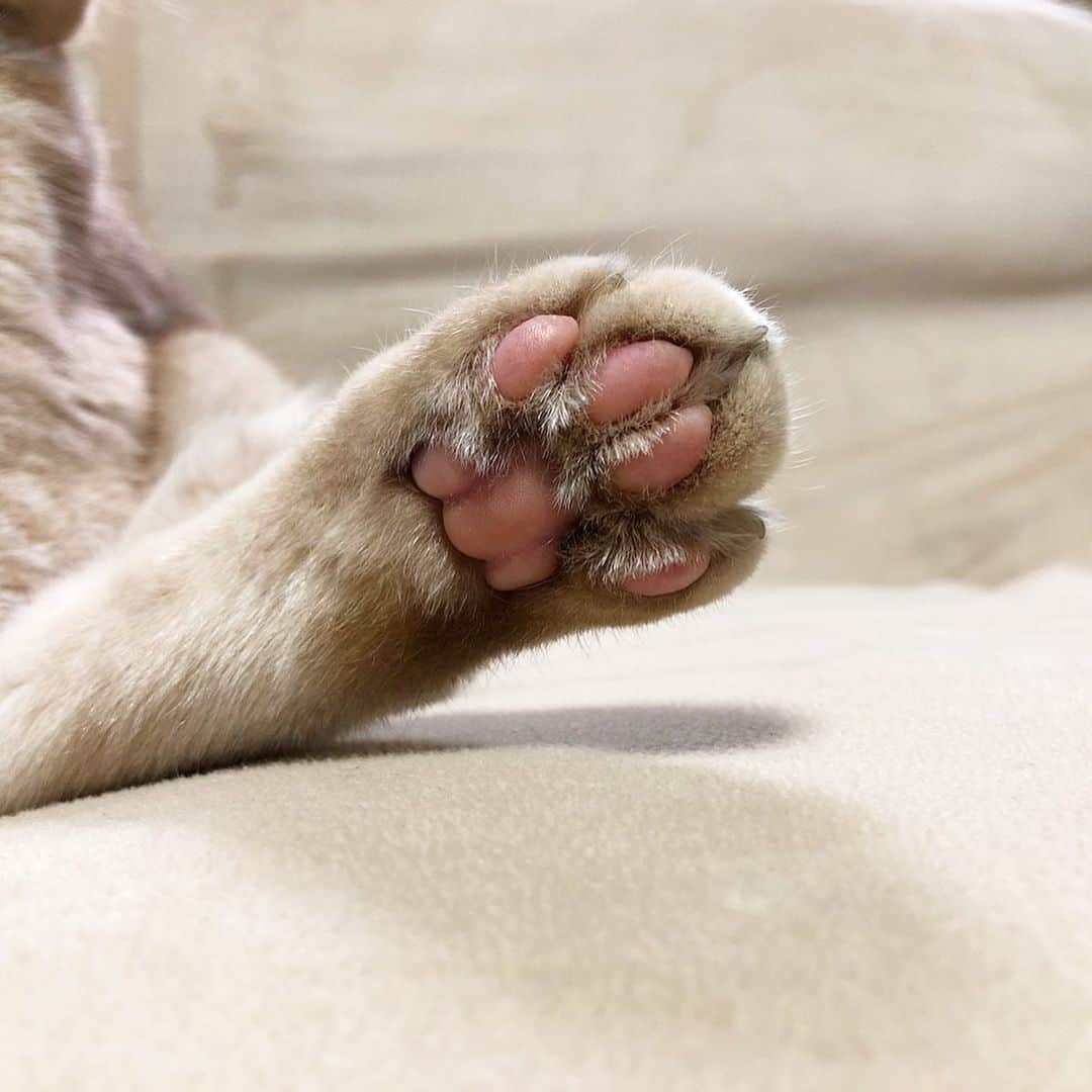 金太さんのインスタグラム写真 - (金太Instagram)「. ママ手相みてもらったらしいにゃ🐾 . . . . 金太の肉球のつぎは私の手相✋です😄 ______________________________  3枚目～#PR になります𓀠𓀠𓀠 MIROR @miror_jp さんから占いのお誘いを頂き手相をみていただきました🐾 . .  正直なところ、 今まで対面の占いは機会がなくて体験したこと無かったし、 ネット占いって...それはそれで抵抗がありました。が、フォロワーさんでされてる方がいたので勇気を出してして体験してみました😄(初回は返金保証付き) . 生まれて初めての手相✋です。 LINEで手の平の写真を数枚おくるだけ。 結果が文字で残るので、あとで｢あれ？なに言われたっけ🤔｣ってのがありません(病院でよくある私😅) . 長文で詳しくお返事いただいて、 色々背中を押された気分です😊 (👉👉少しだけ公開) . . .  #pr #miror #インターネット占い館miror ---------------------------」11月2日 21時13分 - vvviopw