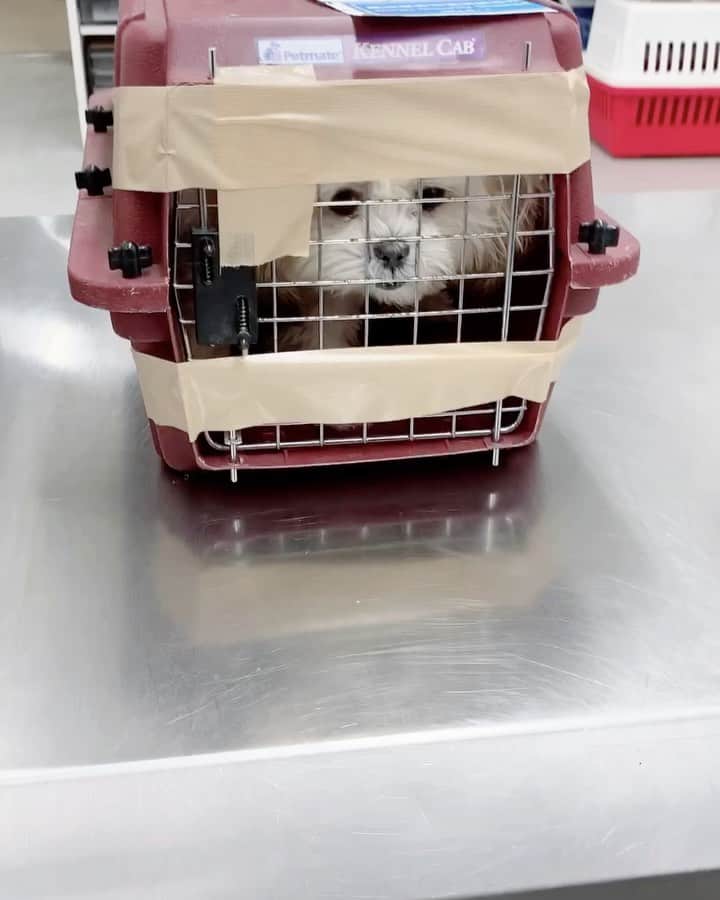 のインスタグラム：「はじめまして動画🐶💗 北海道旭川市出身です🥛🐄 飛行機で飛んできました✈️ #マルシーズー #マルチーズ #シーズー #いぬすたぐらむ」