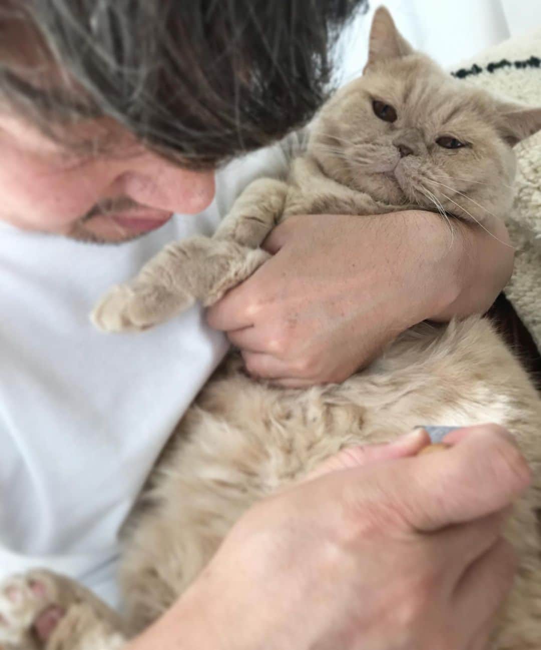 濱中鮎子さんのインスタグラム写真 - (濱中鮎子Instagram)「とぉさんがいじめます、と私に視線を送っていたチャイ。 今日はすったもんだしてましたが、坊は我が家の宝物です。  大事にしますと誓って、愛ごと譲り受けたので、ほんとに大事にします！  #cat #ネコ #小心者の親分 #チャイ坊 #チャイ #chai #britishshorthair #ブリティッシュショートヘア #クラッシュフェイス #ぶチャイく #愛の交歓  #ブラッシング嫌い」11月2日 21時29分 - ayukohamanaka