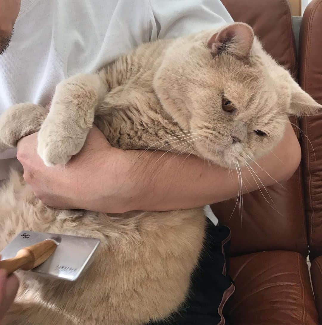 濱中鮎子のインスタグラム：「もう逃げてもいいですか？  #ブラッシング嫌い  #cat #ネコ #小心者の親分 #チャイ坊 #チャイ #chai #britishshorthair #ブリティッシュショートヘア #クラッシュフェイス #ぶチャイく #愛の交歓」