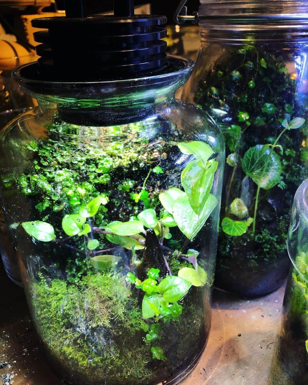 のインスタグラム：「元気にしてます。 #terrarium #テラリウム #パルダリウム」