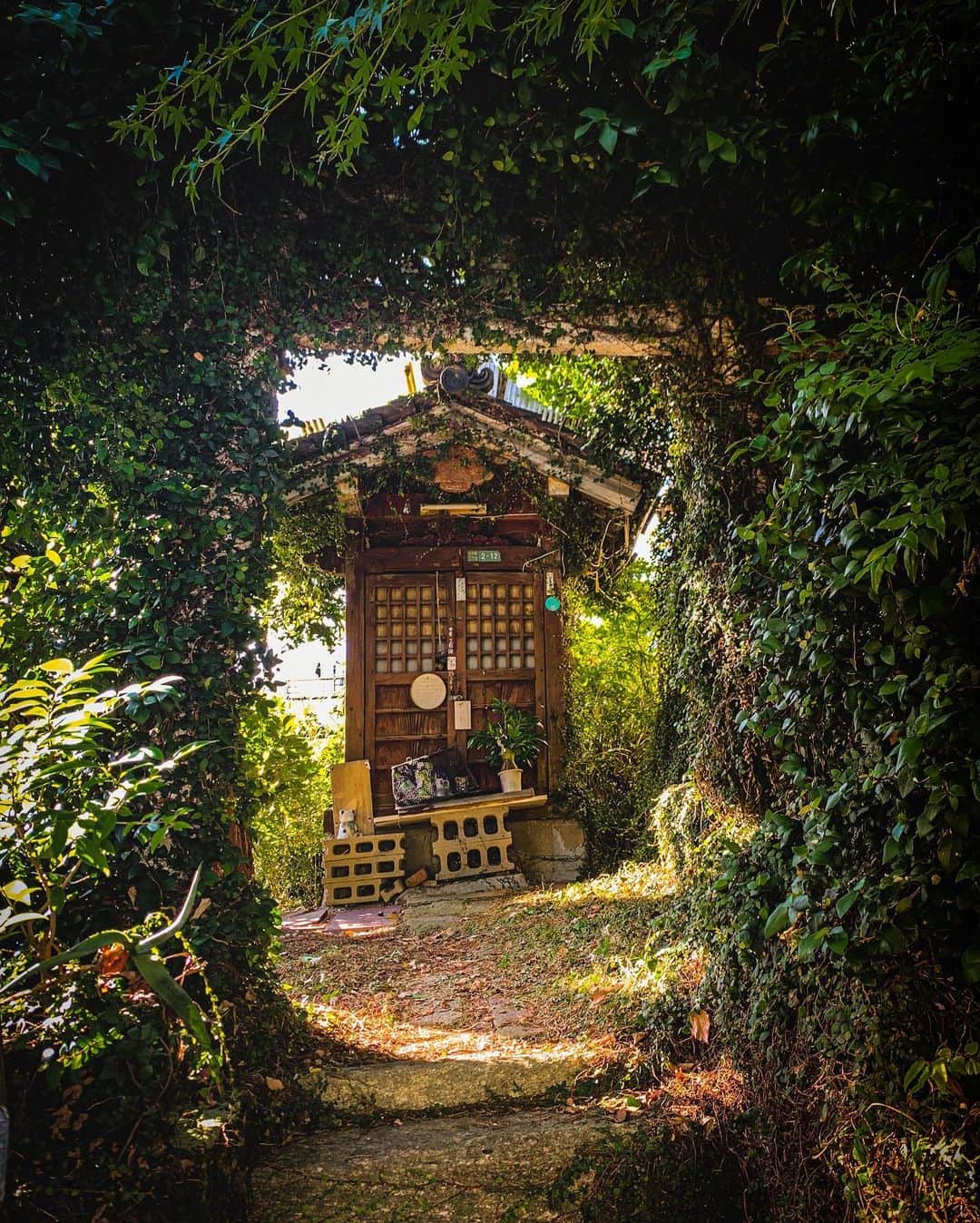 Kazukiのインスタグラム：「. my local. 実家の近くにある戦前からある小さい神社⛩. 久しぶりに目の前通ったらジブリみたいになってたよ. . . .」