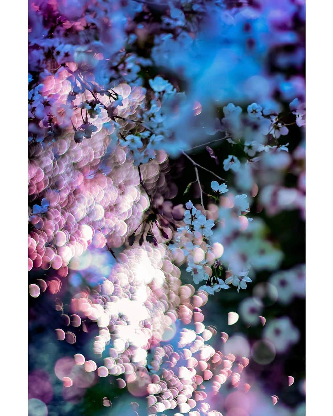 メグのん♡ A k i k oのインスタグラム：「♡ Flower Magic!! . . . 令和初の 風邪をひいています . . . この寒暖差で 体調崩しがち。 皆さまもどうぞお気をつけてー ♡」
