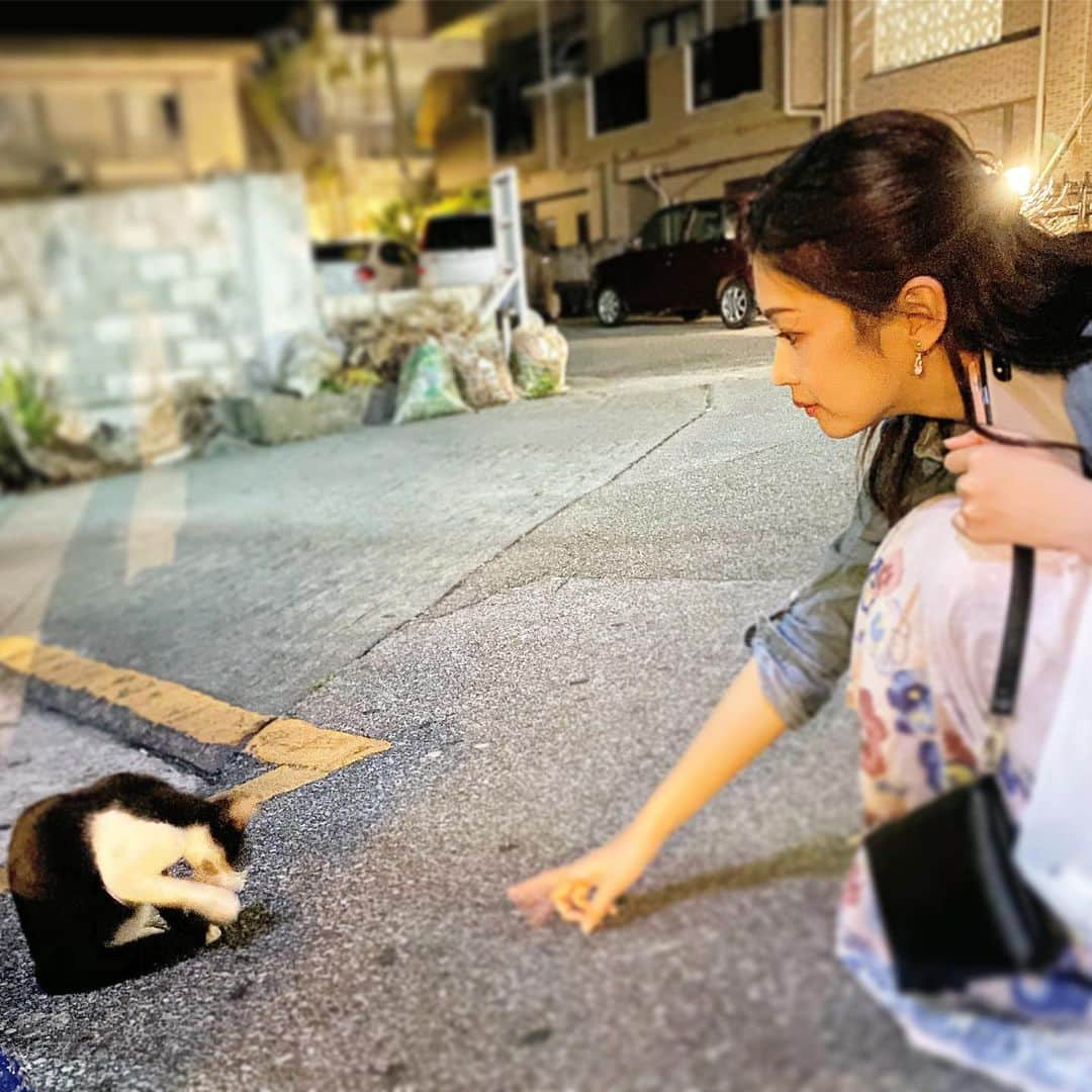 米山珠央さんのインスタグラム写真 - (米山珠央Instagram)「. 旅先で出会う猫には、必ずちょっかいを出します！ 一期一会🐈🐾人馴れしてて可愛かったな〜 . そして今更ですが、#TikTok 始めました！ よかったらのぞいてね〜 @珠央 tamao . #旅猫リポート #島猫 #宮古島」11月2日 23時01分 - tamao_17no1