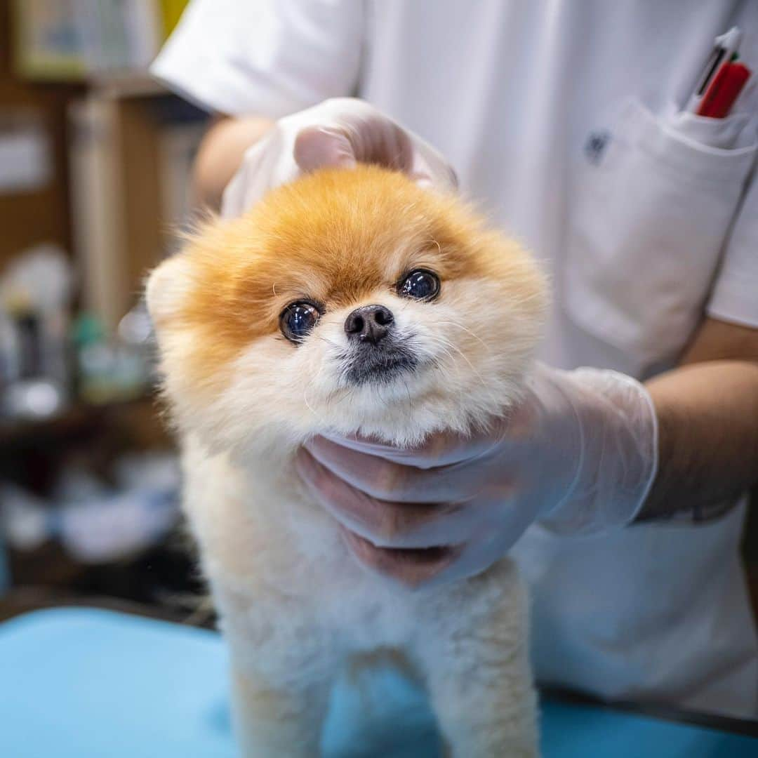 ポテチンさんのインスタグラム写真 - (ポテチンInstagram)「I had a heath examination. ▫️ 今年もTeam HOPE健康診断 しましたぢょ！ 🏥📝👨🏻‍⚕️ みなさんご存知の通りポテは脳の病気(水頭症)になっちゃったけど、今年もTeam HOPE の健康診断を受けて来ましたぢょ！ ▫️ ポテの病気は根治はできないし、予防できるわけでもないけど、薬をちゃんと飲んで今は普通に暮らせていますぢょね。 だからこそ、健康診断を受けて薬の影響や他の病気のリスクから身を守るのは大事ですぢょね。 ▫️ Team HOPEの検査内容は問診、身体検査、血液検査(24項目)、便検査、尿検査、レントゲンなんですぢょ。 ポテは今年は興奮しちゃったから痙攣が起きないようにレントゲンは見送りましたぢょ。でも、尿検査も血液検査も頑張りましたぢょ💦 ▫️ 問診では持病の相談にも乗ってもらえて、検査結果もわかりやすく納得できるまで説明してもらえましたぢょ。 ▫️ 4枚目はの写真は💩検査、5、6枚目はオチッコの検査ですぢょ。 どっちも問題無しですぢょ。 最後の写真は去年送ってもらった診断シートとCD−ROMですぢょ。Team HOPE 賛同病院ならデータの共有もできるそうなので引っ越ししても安心ですぢょね。 ▫️ ポテは持病以外は健康そうってことで一安心ですぢょ。毎年、半年ごとに健康診断を受ければ加齢に伴う変化にも早く気づけるし、ケアもできますぢょね。 ▫️ お友達のみんなも定期的に健診して、ちょっとでも違和感あったらすぐ受診してくださいぢょね〜。 パパさん、ママさん、よろしくお願いしますぢょね。 ▫️ #TeamHOPE #チームホープ #ペットの健康診断 #PR」11月2日 23時05分 - pom.potechin