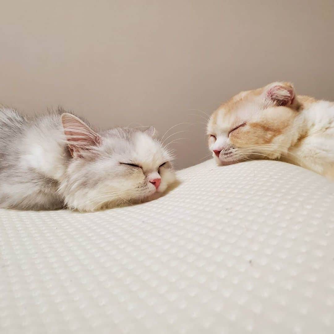 原田まりるのインスタグラム：「寒くなってきたからあったかい寝室で仲良くしてるのかな？ #cat #catstagram #cats_of_instagram #ねこ #にゃんすたぐらむ #ねこすたぐらむ #ミヌエット #minuet #munchkincat #マンチカン」
