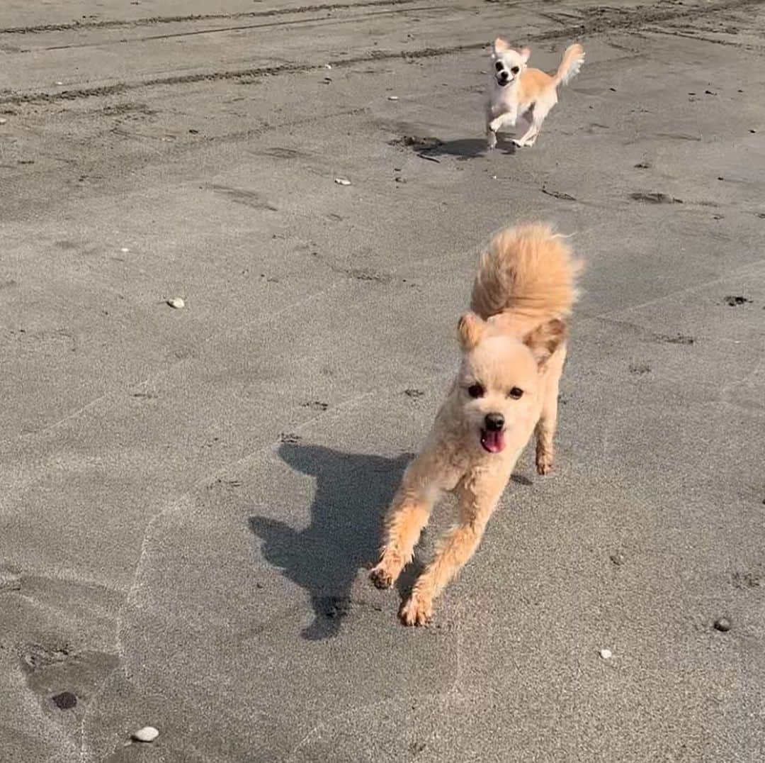 堀尾実咲のインスタグラム：「happy birthday ロイ 🐻🎂 #愛犬 #お誕生日 #ポメプー #4歳になりました♡」