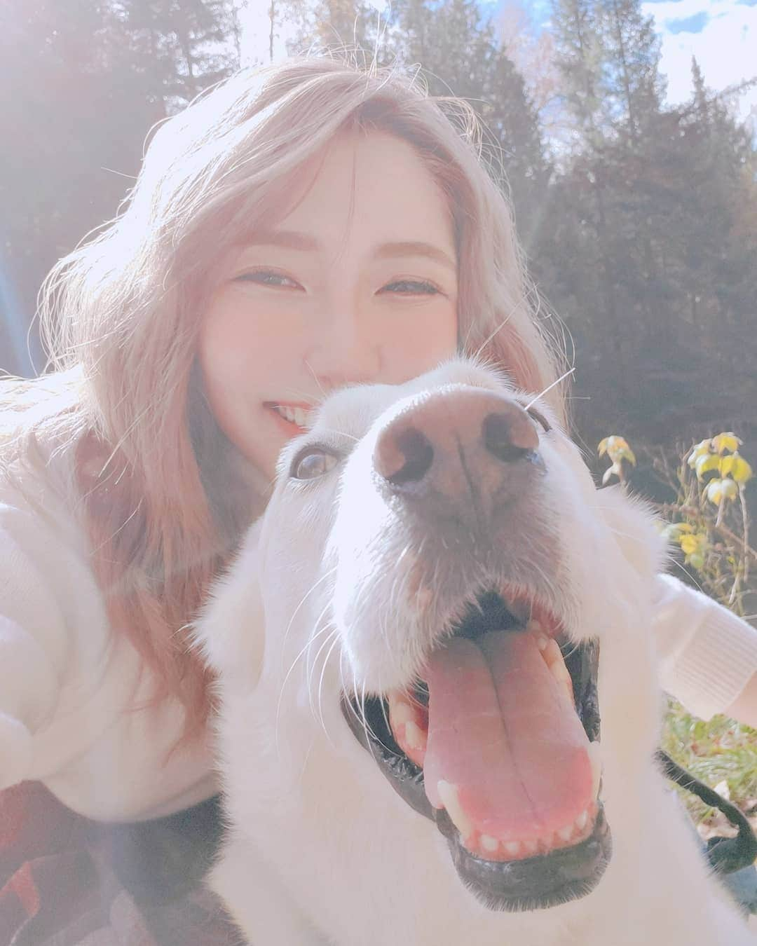 ひかりんさんのインスタグラム写真 - (ひかりんInstagram)「Big Smiles with @gudboycharlie 🤗🤗🤗🤗🤗🤗🤗 #doggo #goodboi #snmile」11月3日 12時15分 - __hikarin