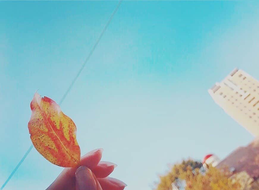 黒澤はるかさんのインスタグラム写真 - (黒澤はるかInstagram)「葉の中に幹🌱 嬉しい事がありました✨  #可愛い葉っぱ見つけた #葉っぱ #落ち葉 #幹 #happy」11月3日 12時20分 - haruka_offi