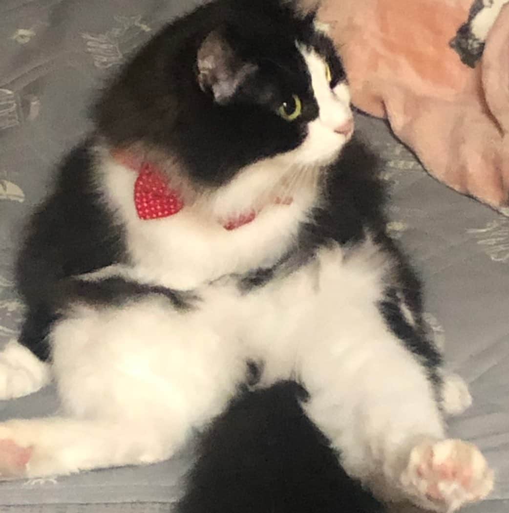 安陪恭加のインスタグラム：「のあたんかわいい。 私ののあたん。 (友達の猫)  #ねこ #ペット」