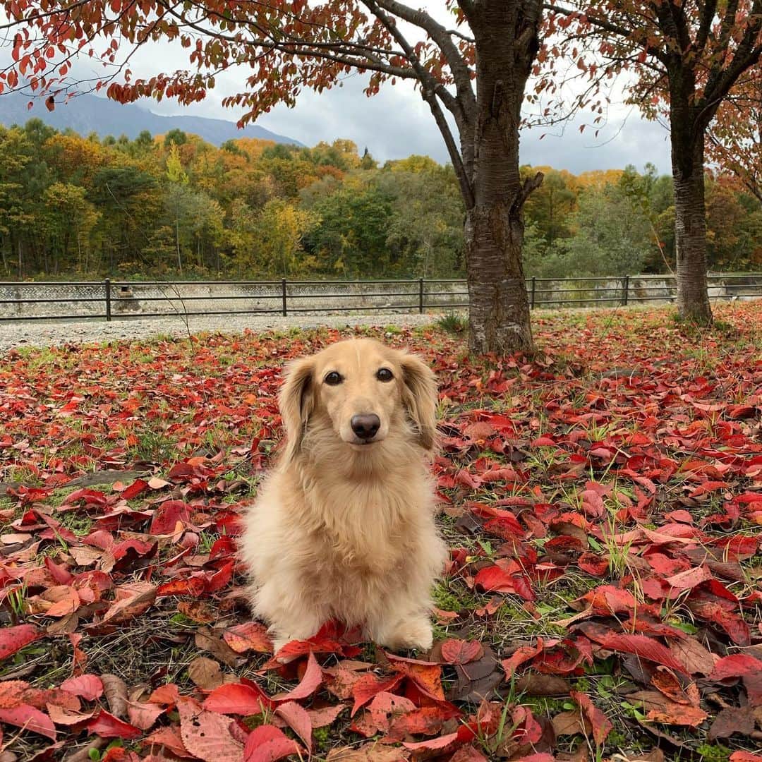 ハッチ＆ニコのインスタグラム：「おは🍁🐶 #カメラ嫌い同好会 #pecoいぬ部 #犬の生活が第一 #癒しわんこ #dachshund #犬バカ部 #短足部 #ふわもこ部 #tokyocameraclub #東京カメラ部」