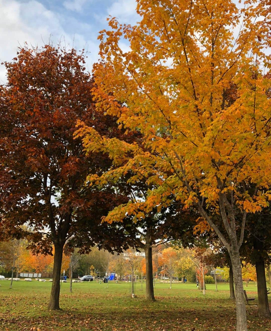 マリッサ・キングさんのインスタグラム写真 - (マリッサ・キングInstagram)「Because the clocks go back tonight here in Canada so let’s appreciate autumn real quick before winter officially arrives 😊🍂 🍁🇨🇦 🍁🍂😊 • • #autumn #fall #beautifulcolours #nature #canada #toronto」11月3日 6時46分 - marissapking