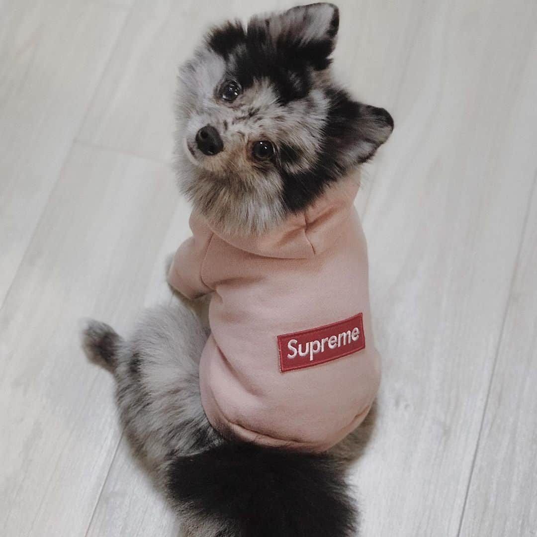mimeiのインスタグラム：「they grow up so fast...now he’s a hypebeast... 😢」