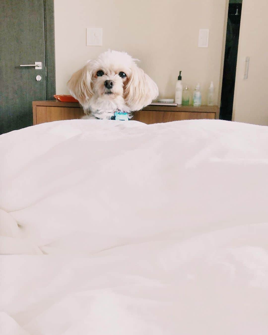 のインスタグラム：「Hello🐶. . . . #maltipoo #maltese #poodle #dogs #tokyo #japan #love #マルプー #ミックス犬 #男の子だよ」