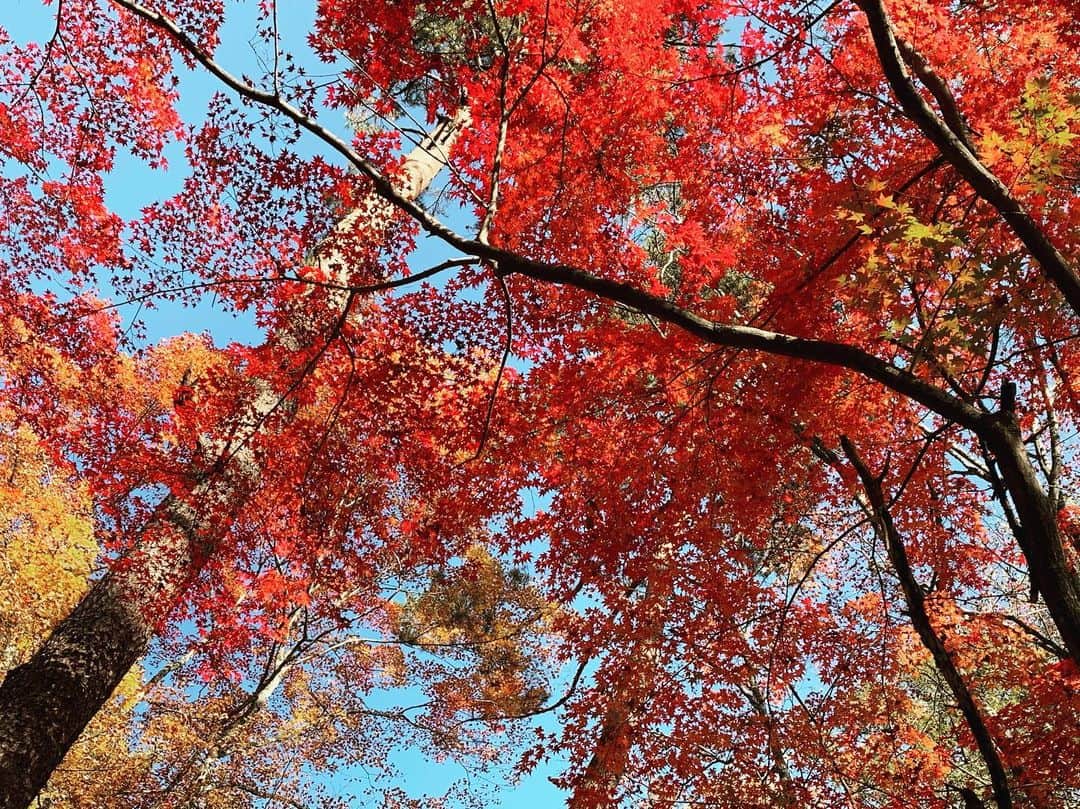 Rie fuさんのインスタグラム写真 - (Rie fuInstagram)「Gorgeous season for Karuizawa🍁Back to Tokyo life🗼2ヶ月ちょっとの軽井沢生活でしたが、今月から東京生活に戻ります。いつかはまた戻って来たいなぁ🌲🏡 #軽井沢 #紅葉 #countrylife #autumn #leaves #nature #japan #karuizawa」11月3日 10時03分 - riefuofficial