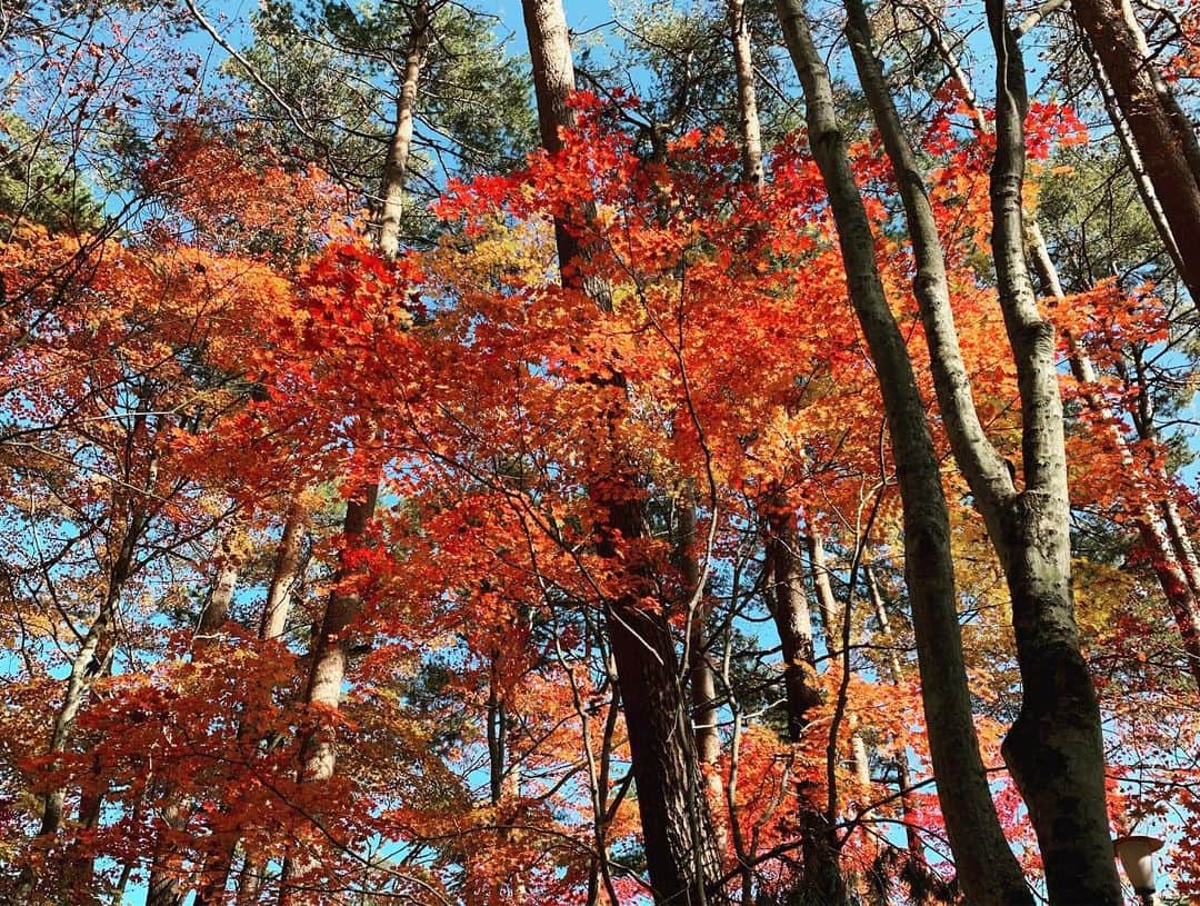 Rie fuさんのインスタグラム写真 - (Rie fuInstagram)「Gorgeous season for Karuizawa🍁Back to Tokyo life🗼2ヶ月ちょっとの軽井沢生活でしたが、今月から東京生活に戻ります。いつかはまた戻って来たいなぁ🌲🏡 #軽井沢 #紅葉 #countrylife #autumn #leaves #nature #japan #karuizawa」11月3日 10時03分 - riefuofficial