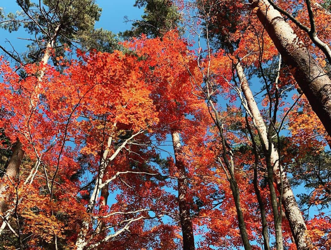 Rie fuさんのインスタグラム写真 - (Rie fuInstagram)「Gorgeous season for Karuizawa🍁Back to Tokyo life🗼2ヶ月ちょっとの軽井沢生活でしたが、今月から東京生活に戻ります。いつかはまた戻って来たいなぁ🌲🏡 #軽井沢 #紅葉 #countrylife #autumn #leaves #nature #japan #karuizawa」11月3日 10時03分 - riefuofficial