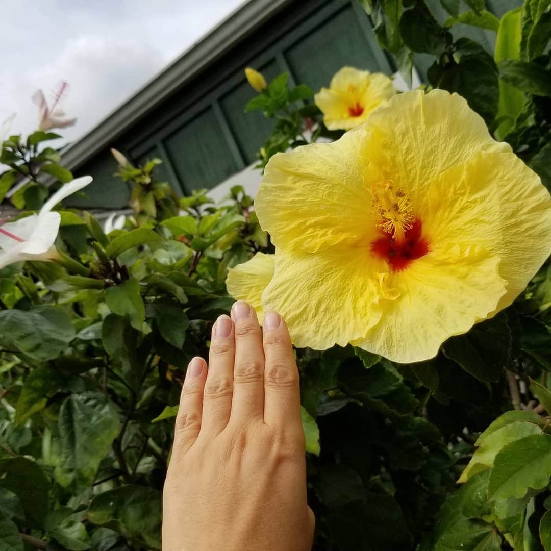 瀬川慶さんのインスタグラム写真 - (瀬川慶Instagram)「Cute small town, Makawao in Maui, but they have a HUGE hibiscus, state flower! マウイ島の小さな街マカワオで観つけたハワイ州花のハイビスカスは小さくない! #hawaii #aloha #maui #makawao #stateflower #hibiscus #luckywelivehawaii ##ハワイ#アロハ #マウイ#マカワオ #小さな街#州花 #ハイビスカス」11月3日 10時58分 - kei.segawa